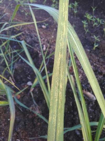 Spider Mites - Sugarcane