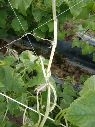 Gummy Stem Blight of Cucurbits - Cucumber