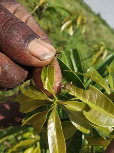 Mango Shoot Borer - Mango