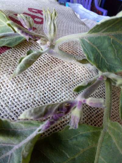 نقص الفوسفات - الباذنجان