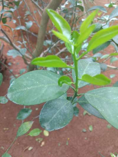 Boron Deficiency - Citrus