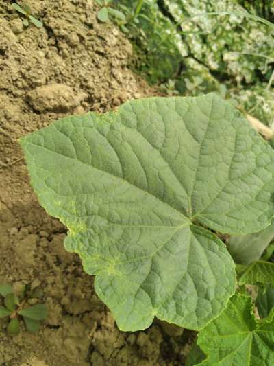 Powdery Mildew - Cucumber