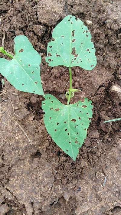 Flea Beetles - Bean