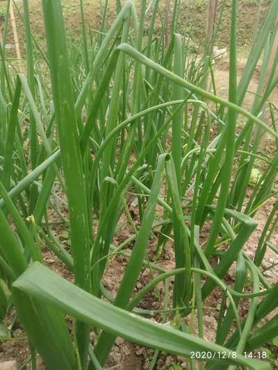 Boron Deficiency - Onion