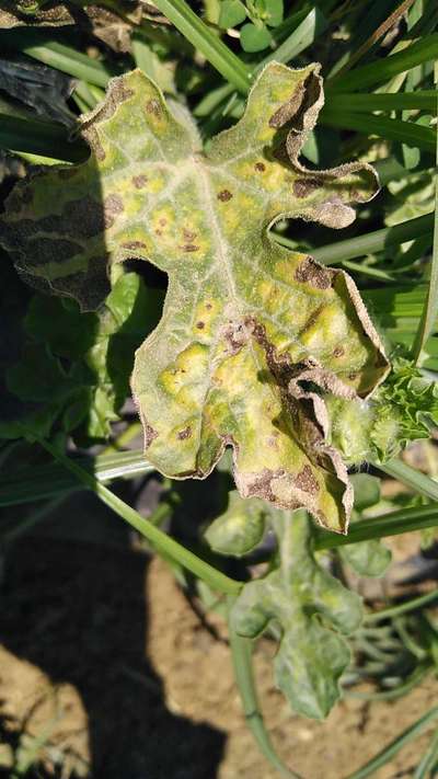 Downy Mildew of Cucurbits - Melon