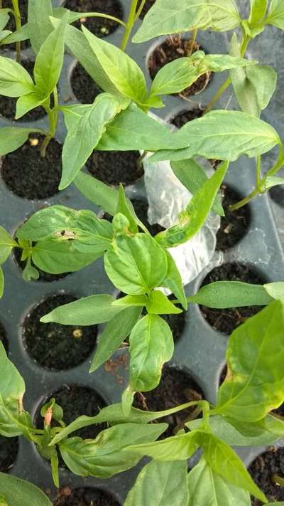 Leaf Miner Flies - Capsicum & Chilli