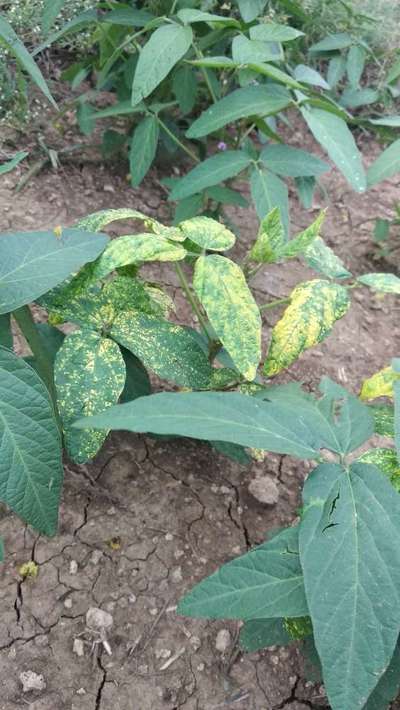 Soybean Mosaic Virus - Soybean