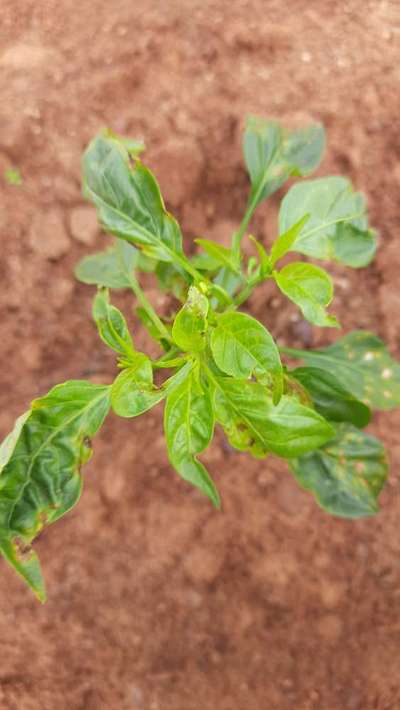 Chilli Cercospora Leaf Spot - Capsicum & Chilli