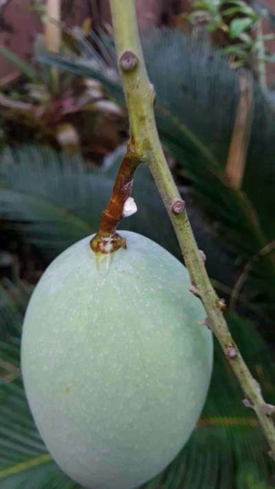 Mealybug - Mango