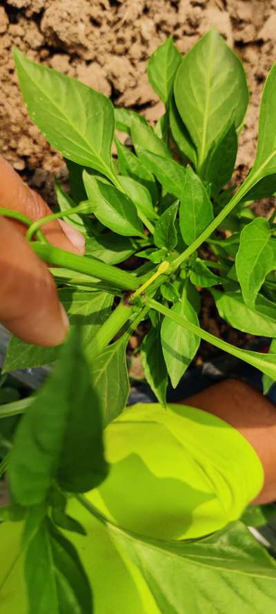 Bacterial Soft Rot of Pepper - Capsicum & Chilli