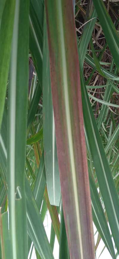 Phosphorus Deficiency - Sugarcane