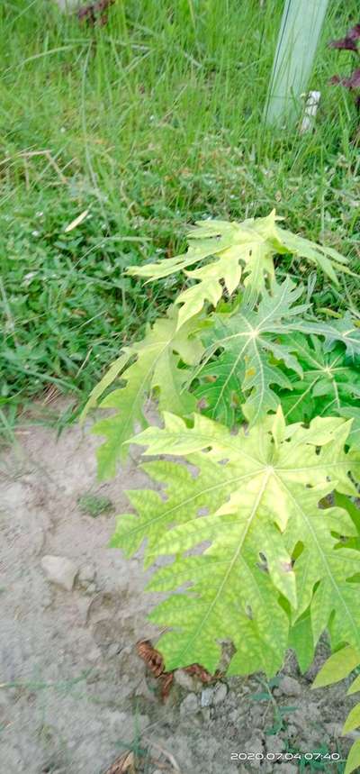 নাইট্রোজেনের অভাবজনিত রোগ - পেঁপে