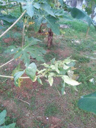 পেঁপের ভাইরাসঘটিত পাতা মোড়ানো  রোগ - পেঁপে