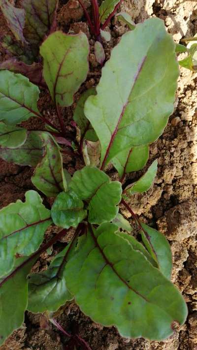 Cercospora Leaf Spot of Beet - Cabbage