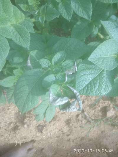 Potassium Deficiency - Potato