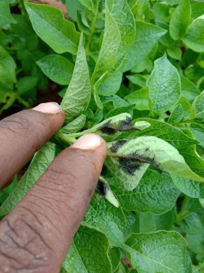 Potato Late Blight - Potato