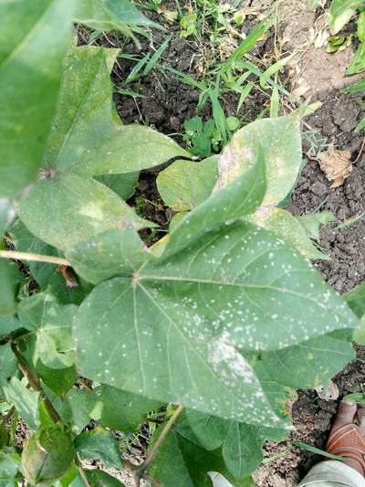 Grey Mildew of Cotton - Cotton