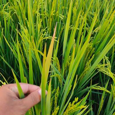 Nitrogen Deficiency - Rice