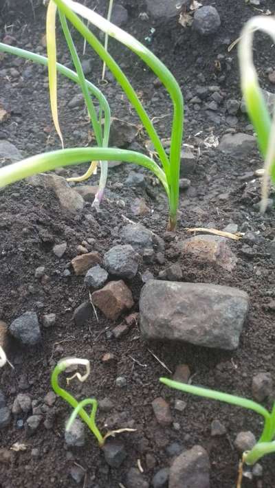 ಬಿಳಿ ಕೊಳೆ ರೋಗ - ಈರುಳ್ಳಿ