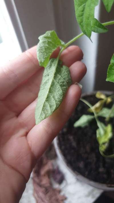 Aphids - Tomato