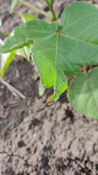 Broad nosed Weevils - Cotton