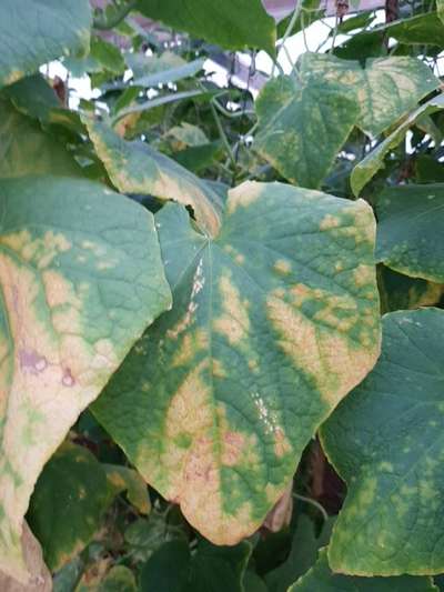 Downy Mildew of Cucurbits - Cucumber