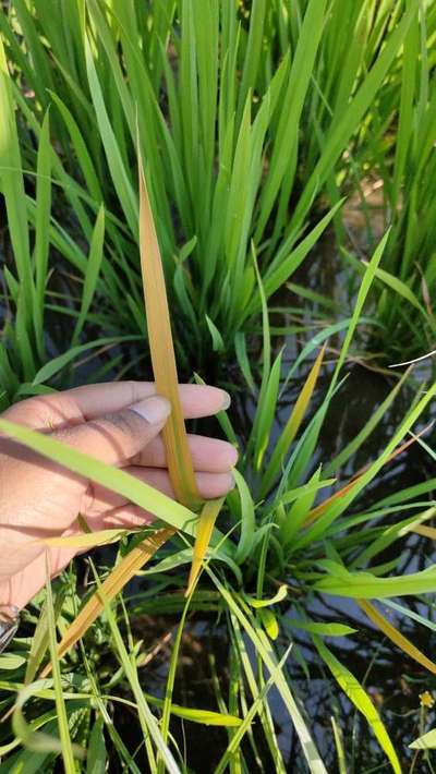 Potassium Deficiency - Rice