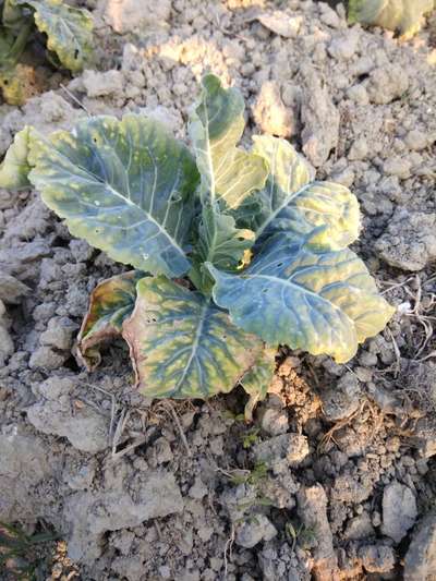 Iron Deficiency - Cabbage