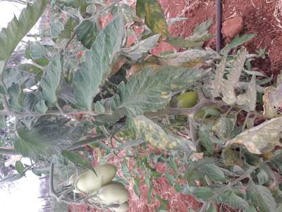 Leaf Mold of Tomato - Tomato