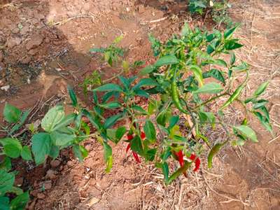 Chilli Thrips - Capsicum & Chilli