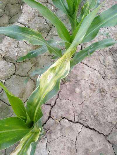 Maize Lethal Necrosis Disease - Maize