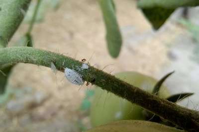 Mealybug - Tomato