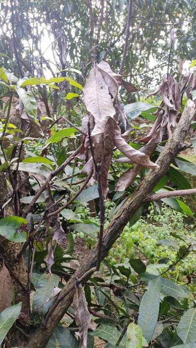 Mango Dieback Disease - Mango