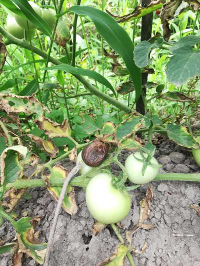 Potassium Deficiency - Tomato