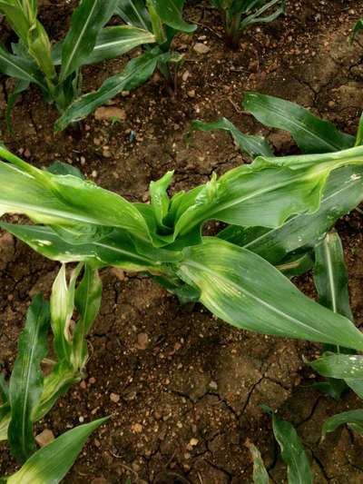 Iron Deficiency - Maize