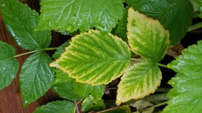 Magnesium Deficiency - Raspberry