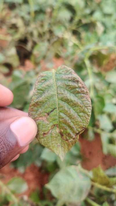 Spider Mites - Potato