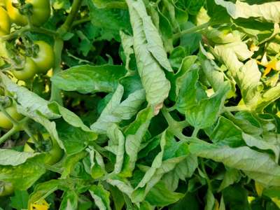 Leaf Curl in Tomato - Tomato