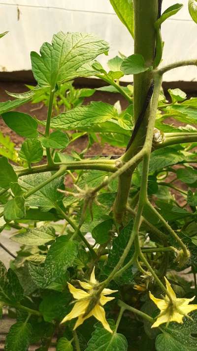 Carence en Bore - Tomates