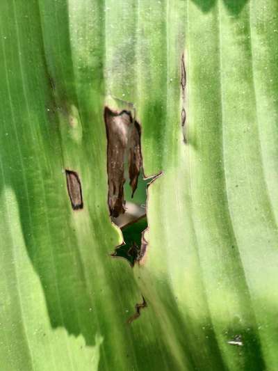 Wind Damage on Cucumber - Banana