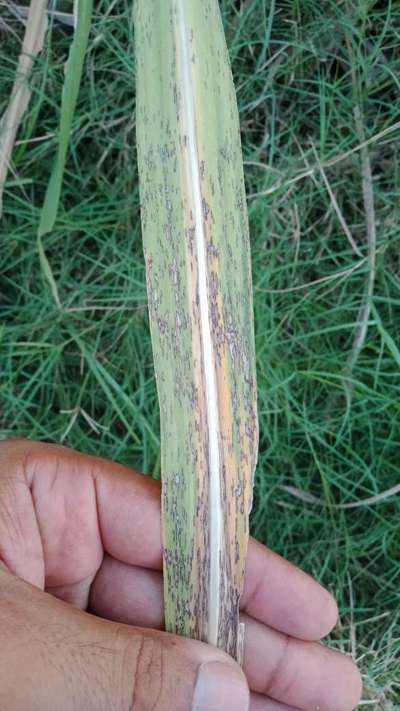 Eyespot of Sugarcane - Sugarcane