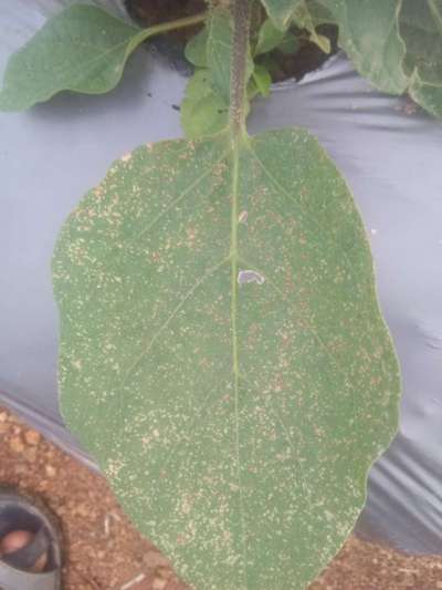 Spider Mites - Brinjal