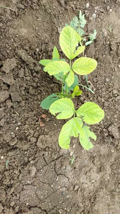 Flea Beetles - Soybean