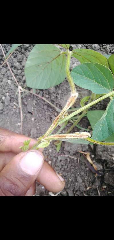 Soybean Stem Miner - Soybean