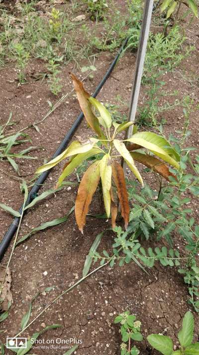 Nitrogen Deficiency - Mango