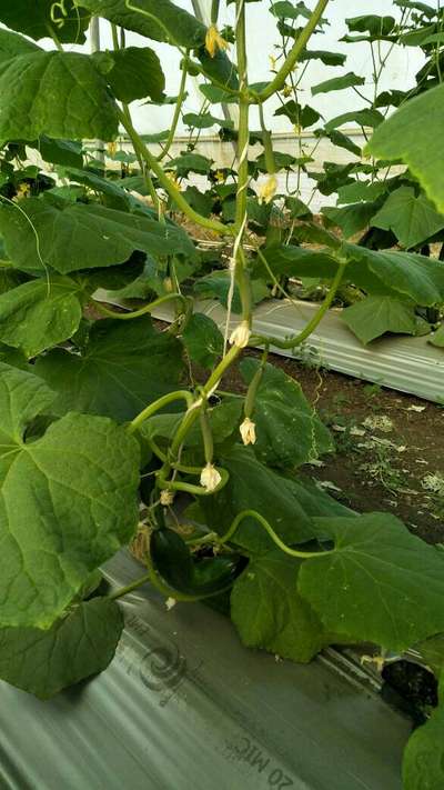 Powdery Mildew - Cucumber