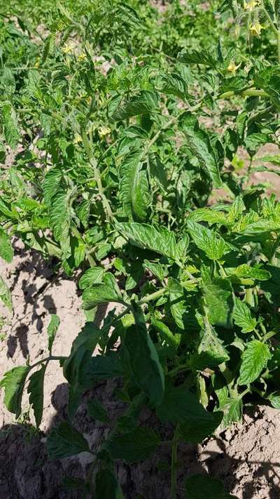 Tomato Yellow Leaf Curl Virus - Tomato