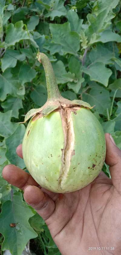 Growth Cracks in Tomato - Brinjal