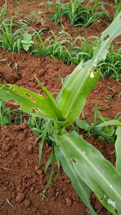 ಫಾಲ್ ಸೈನಿಕ ಹುಳು (ಫಾಲ್ ಆರ್ಮಿ ವರ್ಮ್) - ಮೆಕ್ಕೆ ಜೋಳ