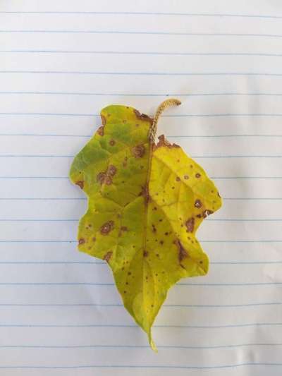 Mancha de Alternaria e Podridão do Fruto - Berinjela